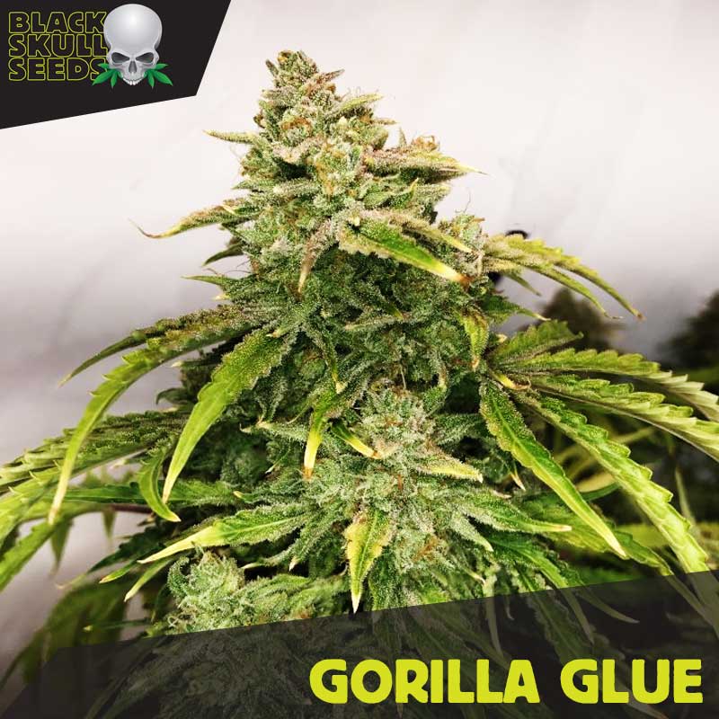 Black Skull Seeds Gorilla Glue Feminized 