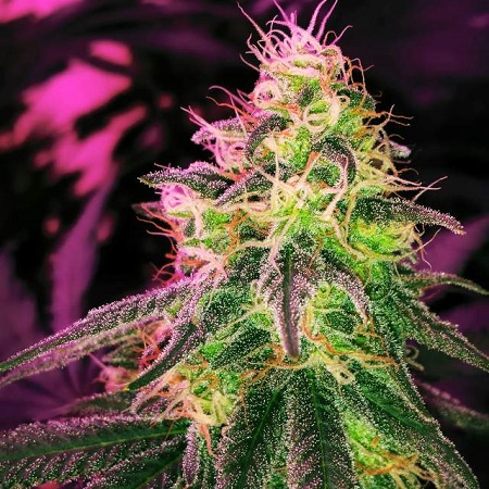 Black Jack - Feminized - Nirvana Seeds