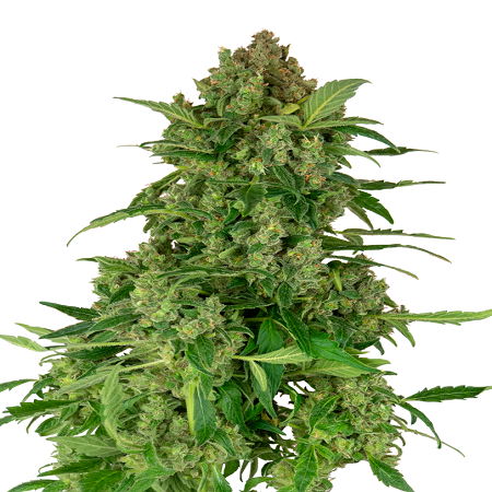 Black Lights CBD Auto - Feminized - Sensi Seeds Research