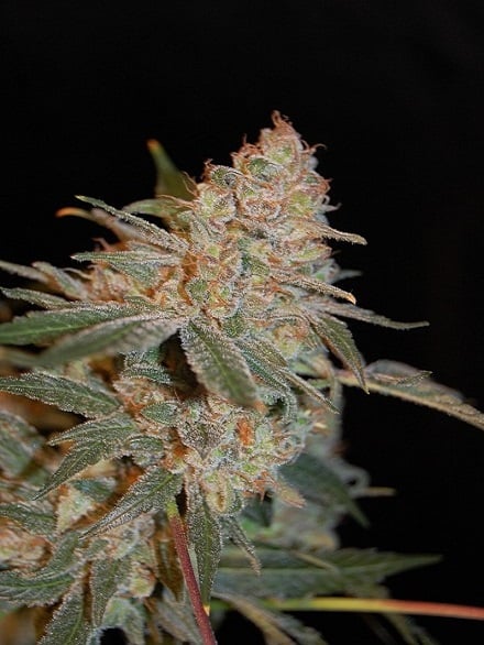 Black Diesel - Feminized - Advanced Seeds