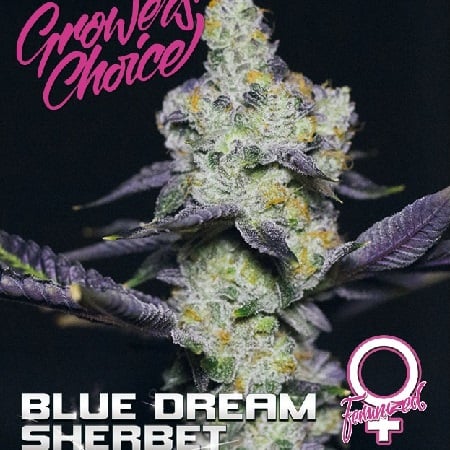 Blue Dream Sherbet - Feminized - Growers Choice