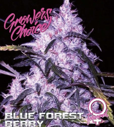 Blue Forest Berry - Feminized - Growers Ghoice