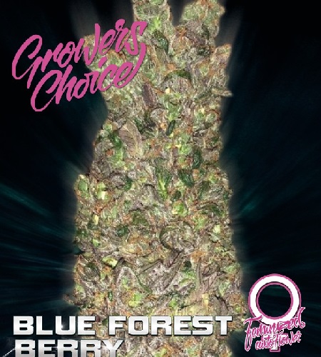 Blue Forest Berry Auto - Feminized - Growers Choice