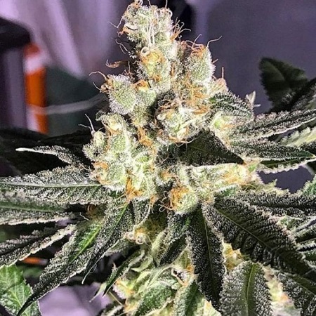 Blue Grape Fuel - Regular - Old School Genetics