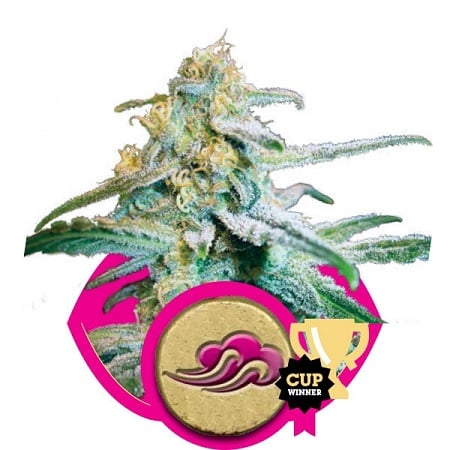 Blue Mystic – Feminized – Royal Queen Seeds