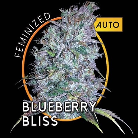 Vision Seeds Blueberry Bliss Auto Feminized