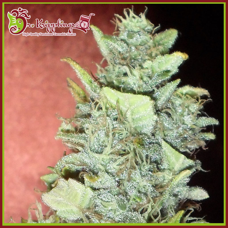 Dr Krippling Seeds Bubba Gum Auto Feminized