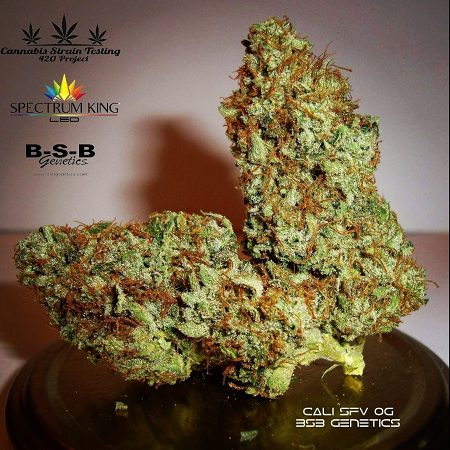 Cali SFV O.G. - Feminized - BSB Genetics Cali SFV O.G. - Feminized - BSB Genetics
