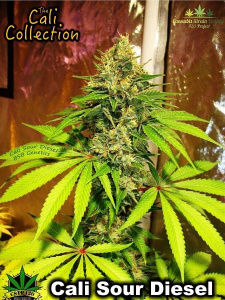 Cali Collection Sour Diesel  - Feminized - BSB Genetics