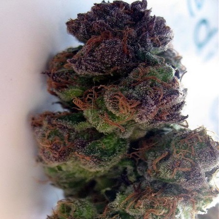 California Kush - Feminized - Sensible Seeds Premium Selection