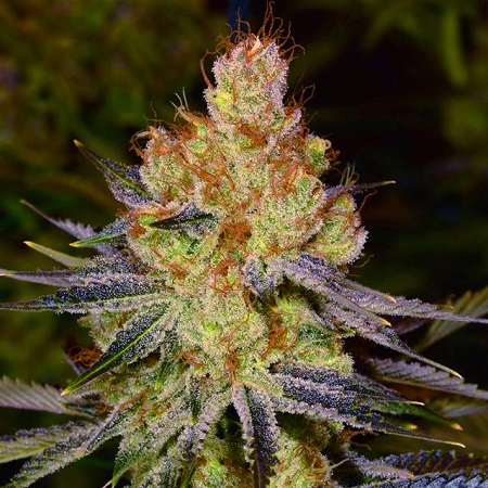 California Orange Bud - Regular - Nirvana Seeds