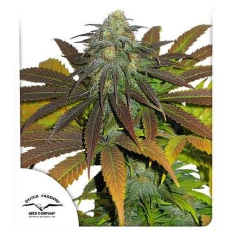 Californian Orange - Feminized - 2023 Cannabis Seed Collection
