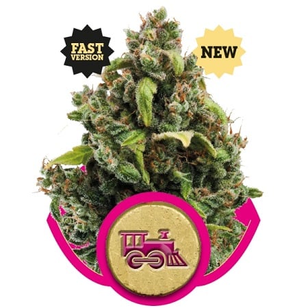 Candy Kush Express – Feminized – Royal Queen Seeds