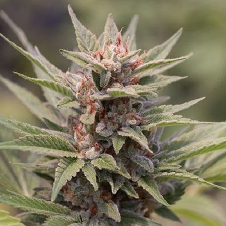 California Kush - Feminized - Bulk Seeds Premium