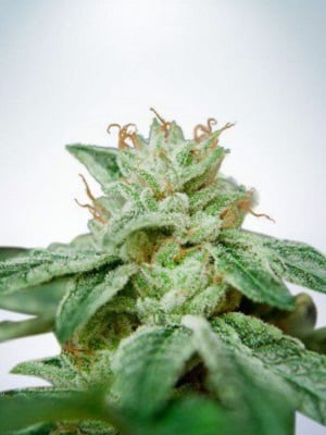 Ministry of Cannabis Seeds CBD Star Feminized