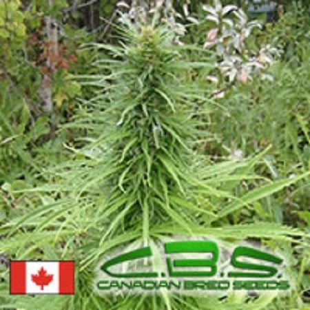 Canadian Bred Seeds Early Sativa Regular