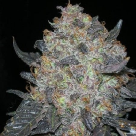 Cali Connection Seeds Blackwater Feminized (CLONE)