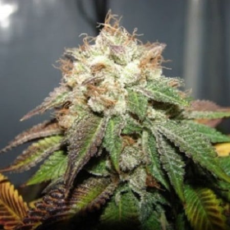 Cali Connection Seeds Pre-98 Bubba BX2 Regular