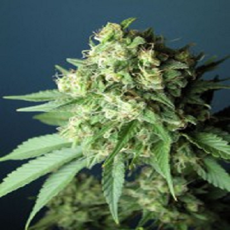 Cali Connection Seeds Green Crack Feminized