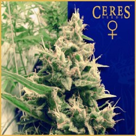 Ceres Seeds Holland's Hope Feminised