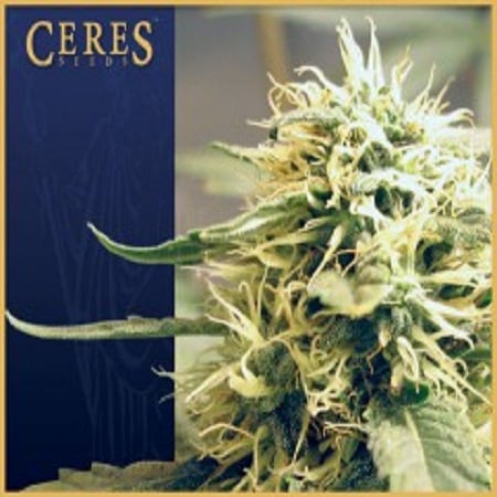 Ceres Seeds Kush Regular