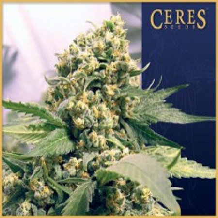Ceres Seeds Northern Lights x Skunk #1 Feminized