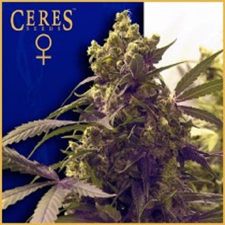 Ceres Seeds Purple Feminized