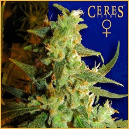 Ceres Seeds Skunk Haze Feminized