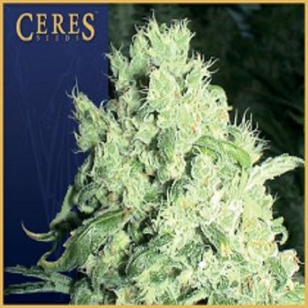 Ceres Seeds White Indica Regular