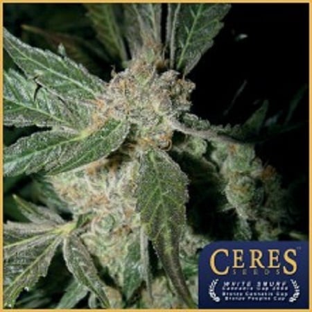 Ceres Seeds White Panther Feminised
