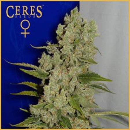 Ceres Seeds White Widow Feminised