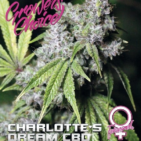 Charlotte's Dream CBD - Feminized - Growers Choice