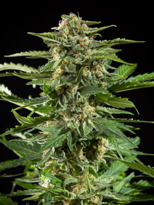 Philosopher Seeds Auto Stilton Feminized (was Cheesey Auto)