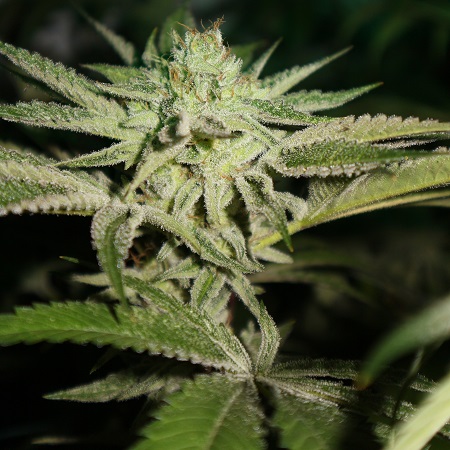 Pheno Finder Seeds Chemhead O.G. Feminized