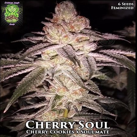 Cherry Soul - Feminized - Trichome Jungle Seeds
