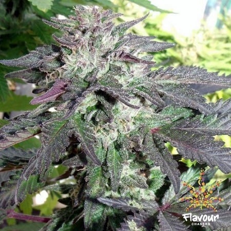 Flavour Chasers Seeds Cherry Pie Feminized