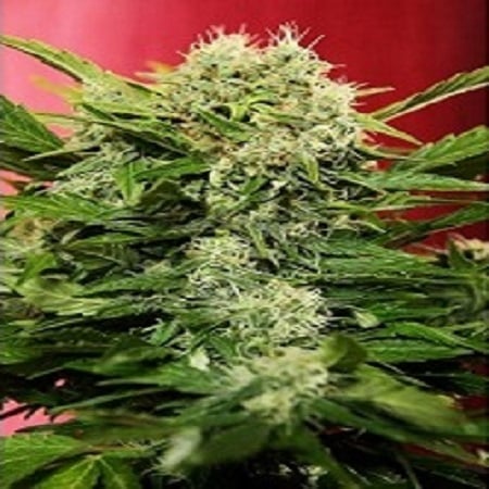 The Joint Doctor Seeds Chronic Ryder Auto Feminized