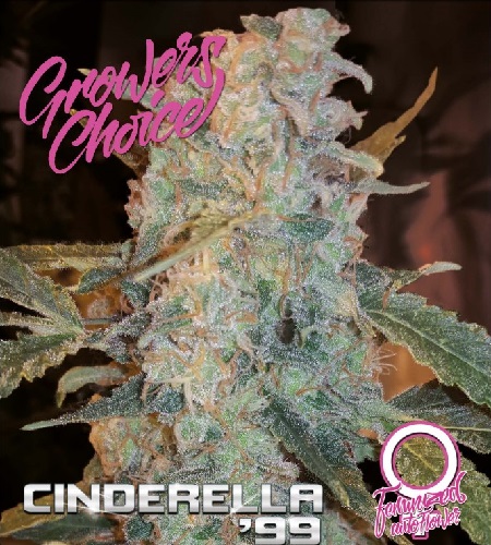 Cinderella 99 Auto - Feminized - Growers Choice