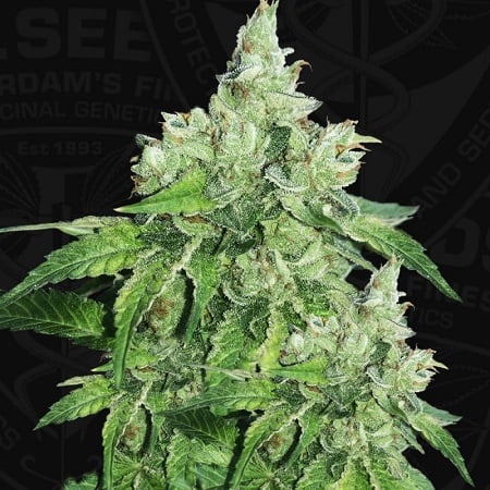 T.H.Seeds Citron Givré (Birthday Cake Selected) Feminized