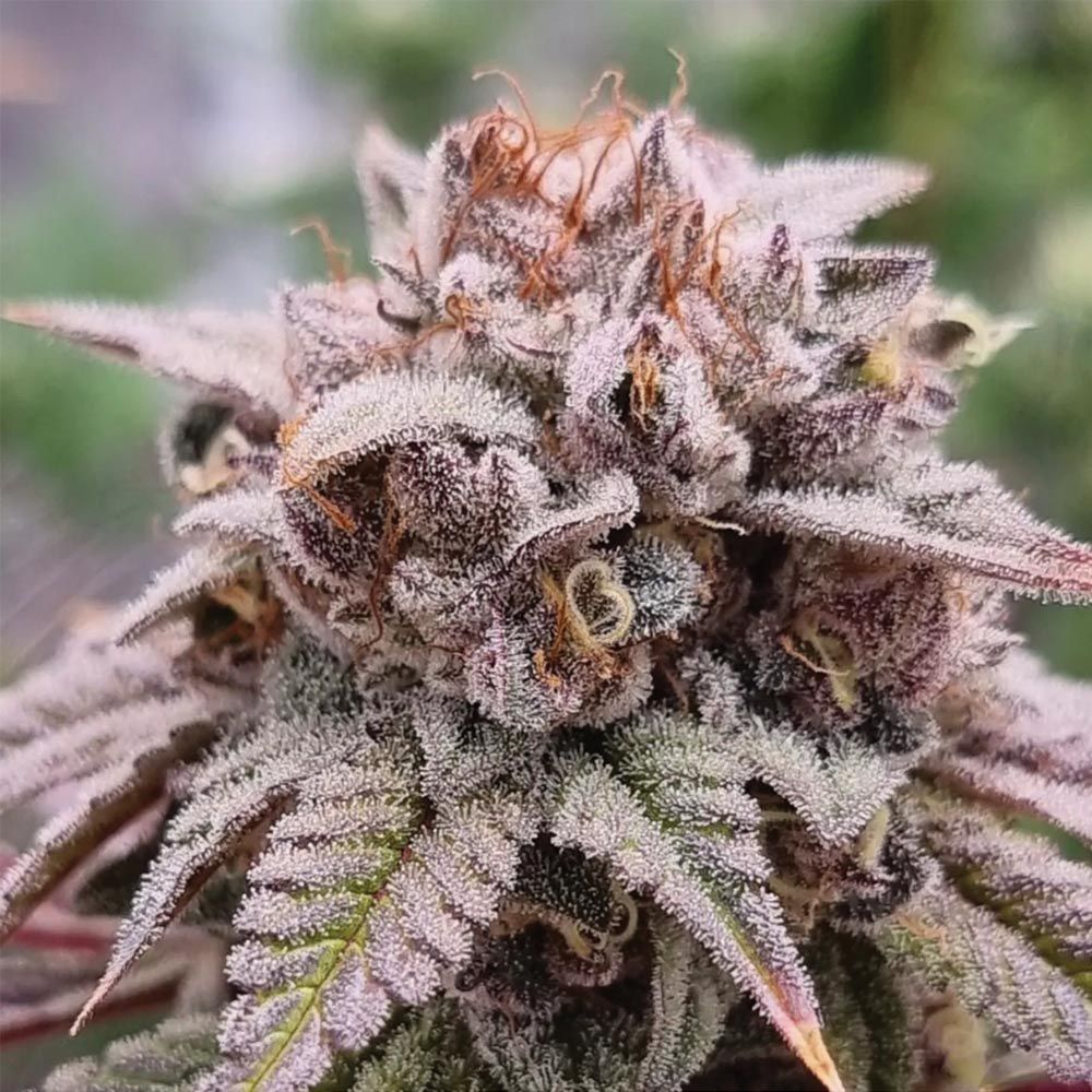 Bloody Oranges- Feminized - Conscious Genetics