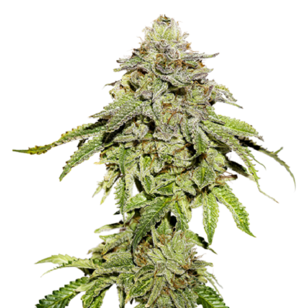Cookies and Cream - Feminized - Seed Stockers