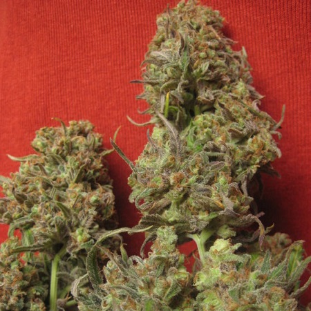 Resin Seeds Critical Haze Feminized