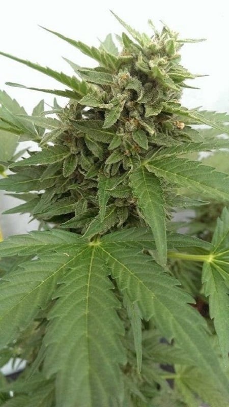 Joint Doctor Seeds Auto Critical Ogre 'Big 'N Fast' Feminized
