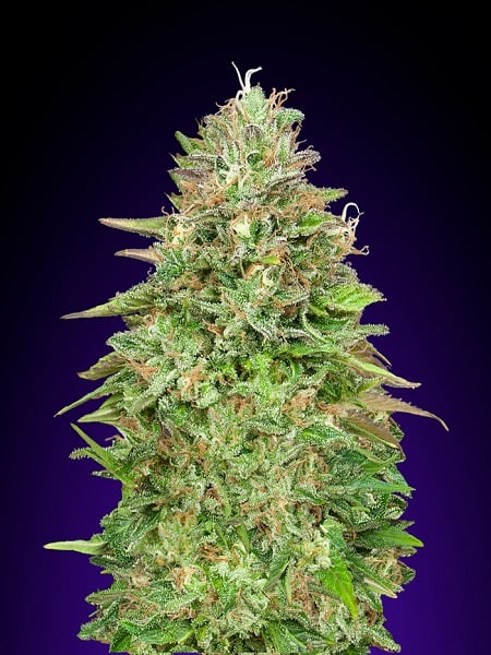 OO Seeds Critical Poison Fast Version Feminized