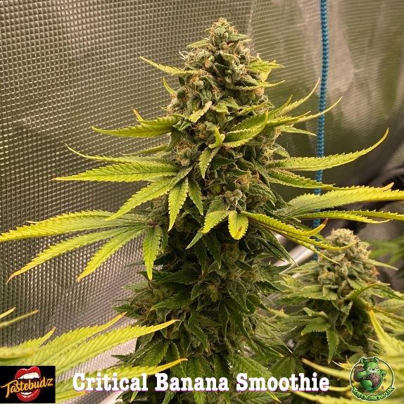 Critical Banana Smoothie - Feminized - Tastebudz