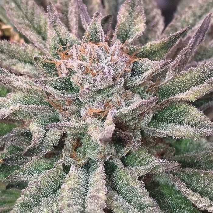 Crypto Regular Mosca Seeds 