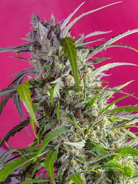 Sweet Seeds Crystal Candy Auto Feminized