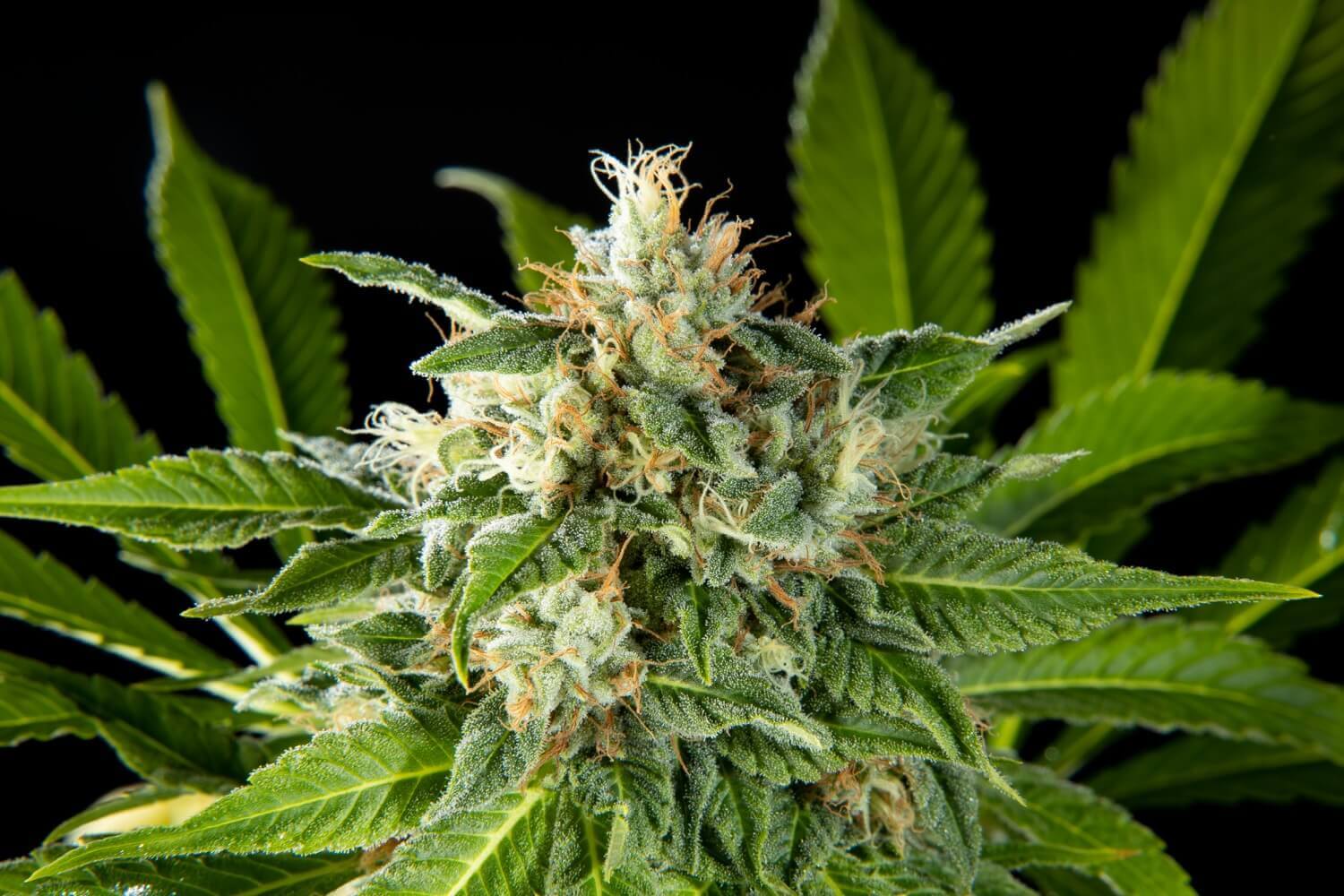 Philosopher Seeds Da Critical Feminized 