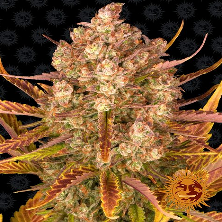 Do-Si-Dos Auto - Feminized - 2023 Cannabis Seed Collection