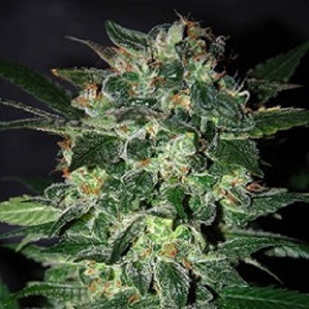 World of Seeds Legends Collection Domina Star Feminized